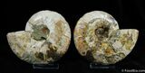 Large Inch Ammonite With Crystal Cavities #376-2